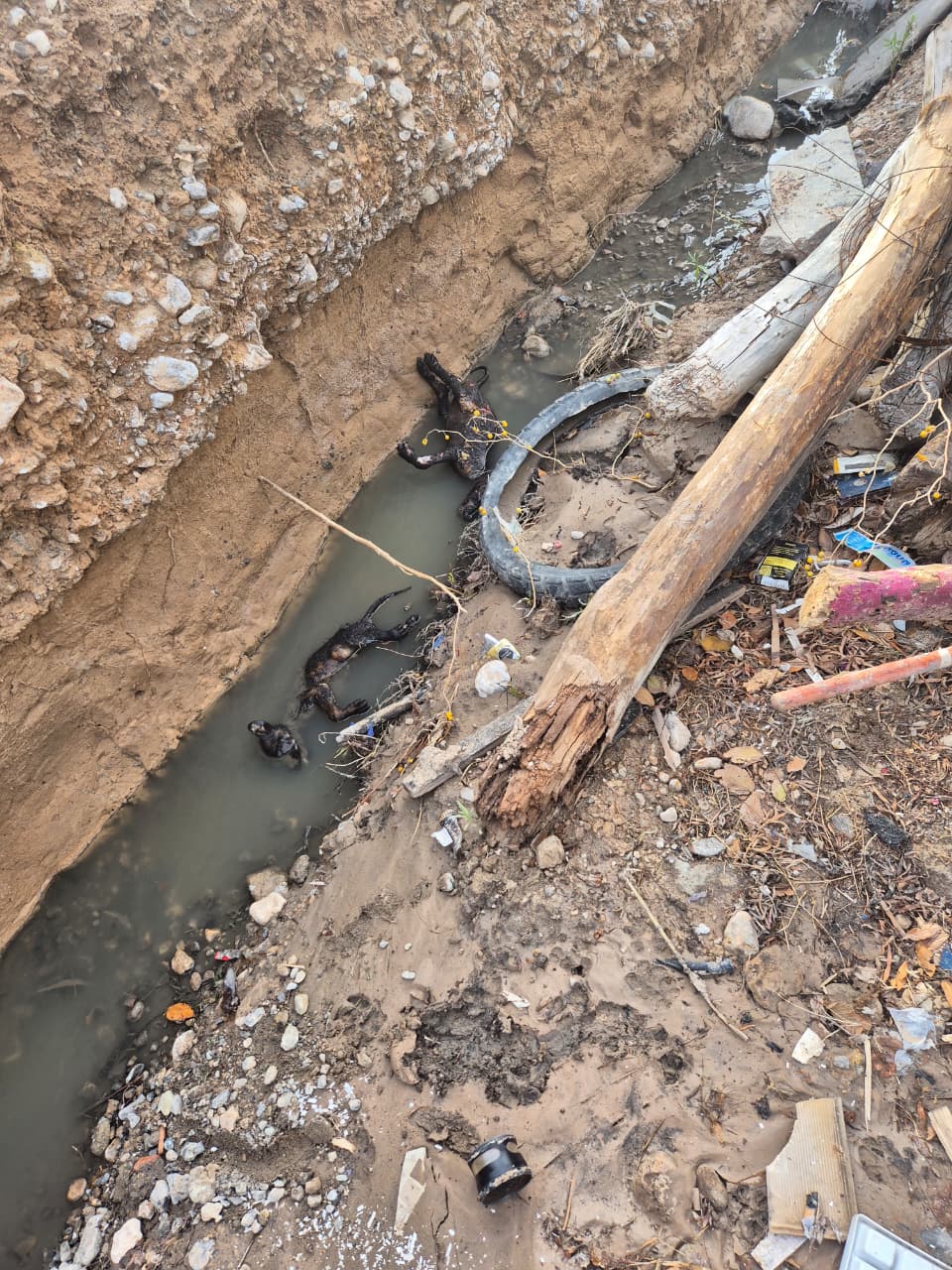 Detienen a sujeto acusado de calcinar a dos perritos en la colonia Morelos