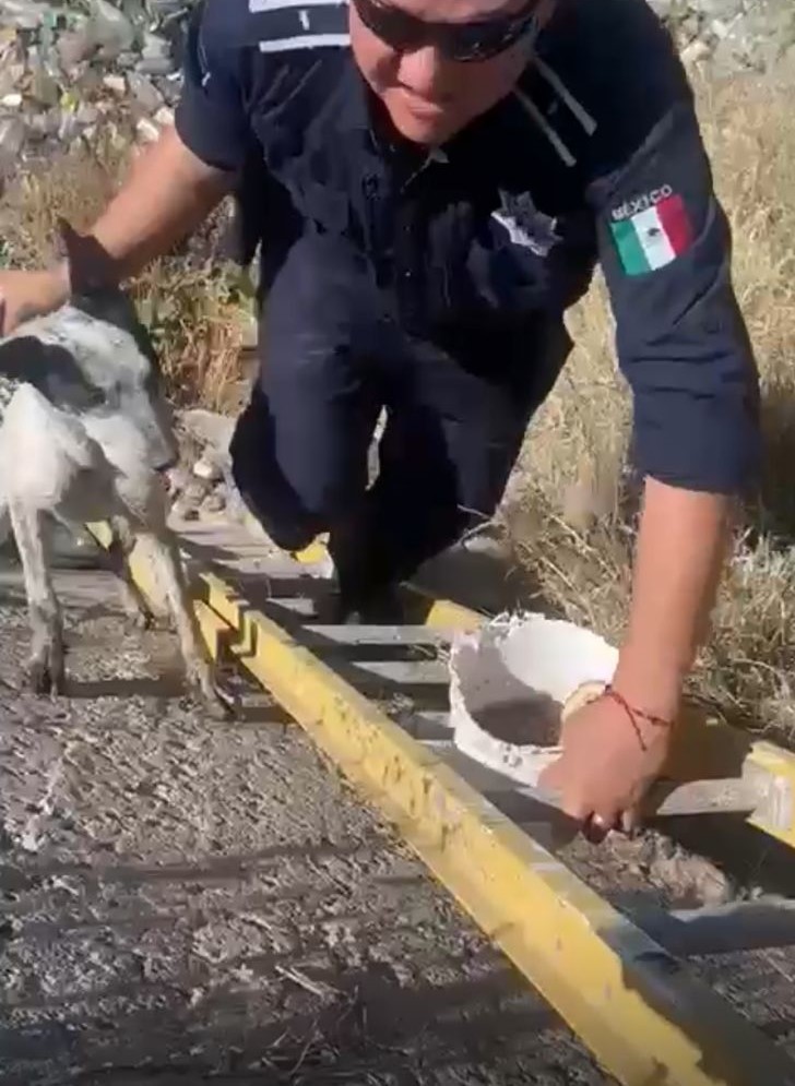 ¡Héroes en acción! Policías y vecinos salvan a un perrito atrapado en un canal de la colonia Zacatecas