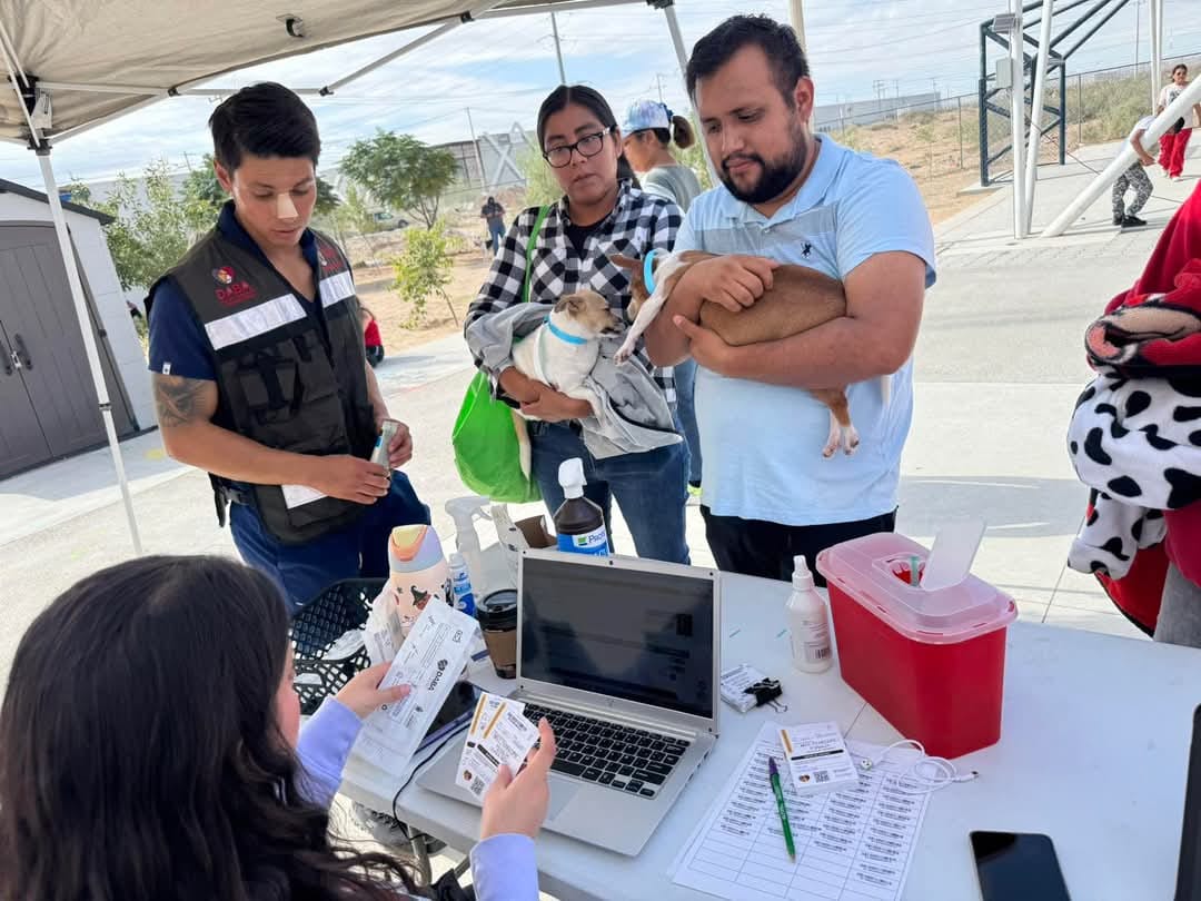 ¡Protege a tu mejor amigo! Arranca campaña gratuita contra garrapatas ante el aumento de calor