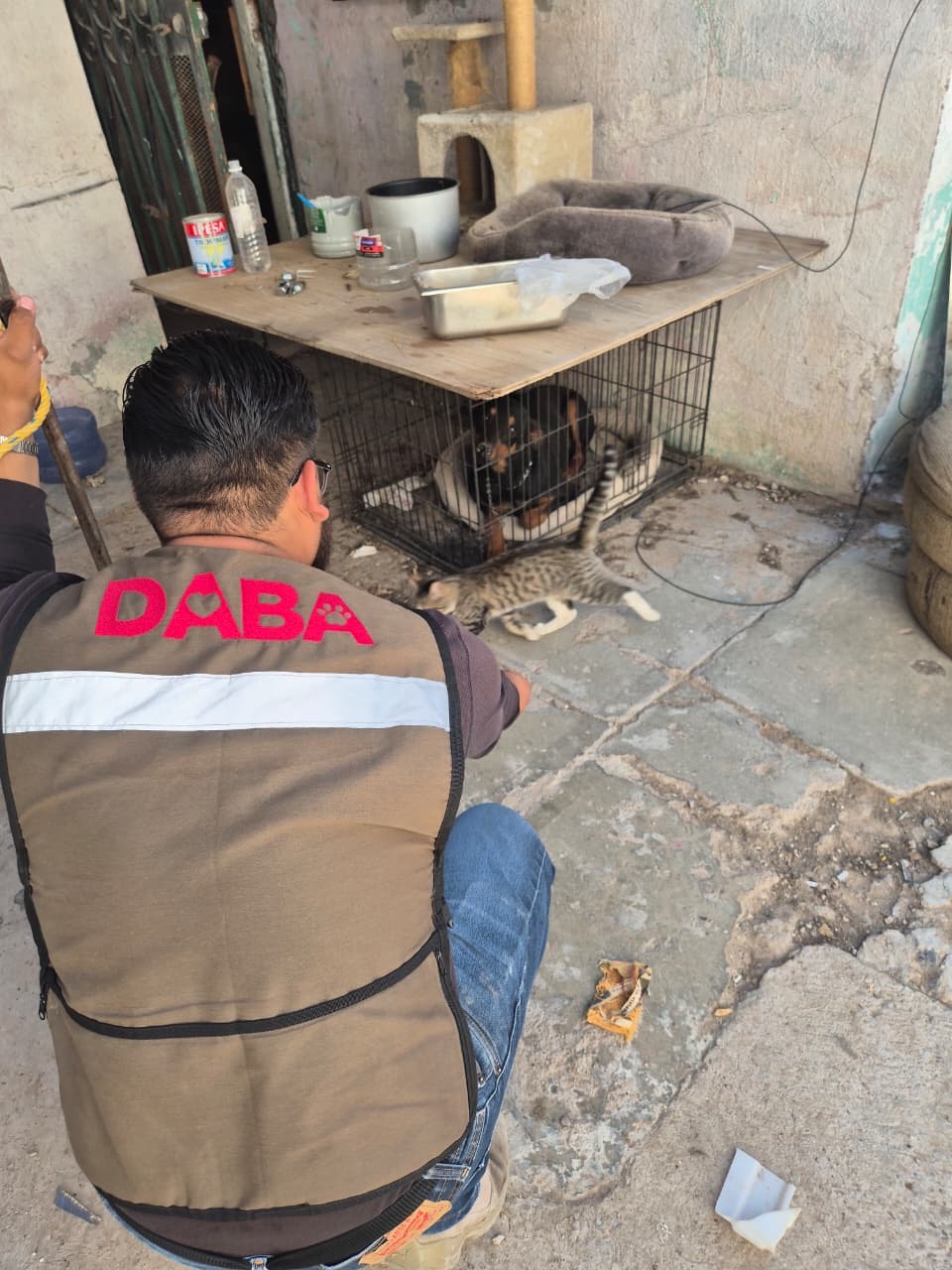 ¡Contra el maltrato! Operativo masivo rescata a 19 mascotas en condiciones deplorables en Ciudad Juárez